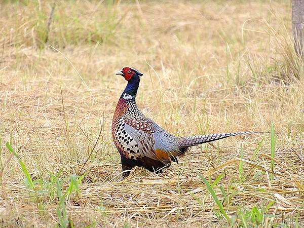 台灣‧台東(十)‧聖誕、賞鳥(Taitung Walking