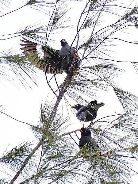 台灣‧台東(十)‧聖誕、賞鳥(Taitung Walking