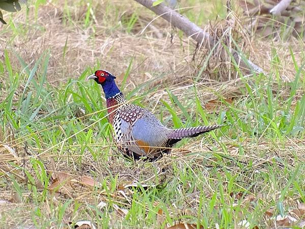 台灣‧台東(十)‧聖誕、賞鳥(Taitung Walking