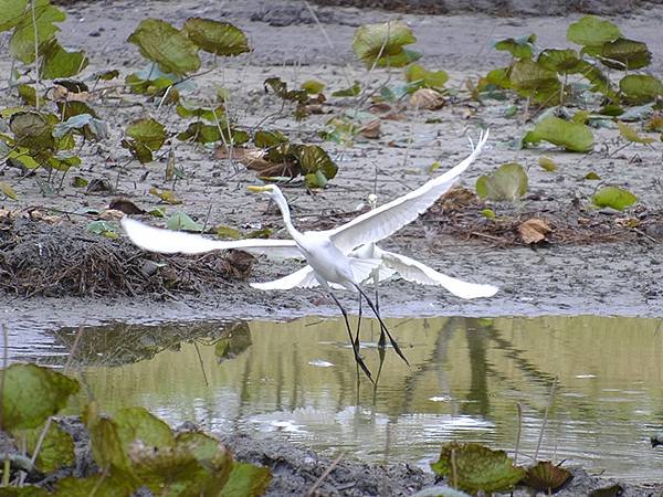 台灣‧台東(十)‧聖誕、賞鳥(Taitung Walking