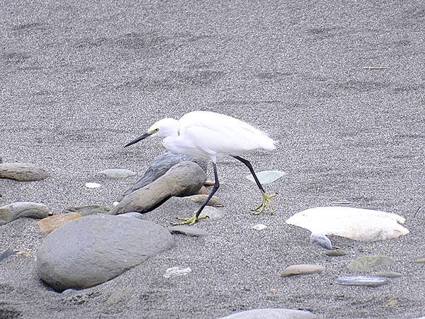 台灣‧台東(十)‧聖誕、賞鳥(Taitung Walking