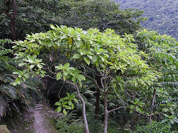 台灣‧台東(十一)‧知本國家森林遊樂區(Jhihben Na