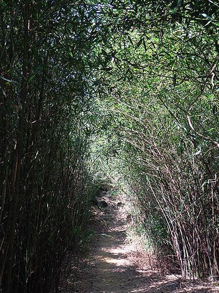 台灣‧新北‧鶯歌、龜山健行(Yingge Hiking)