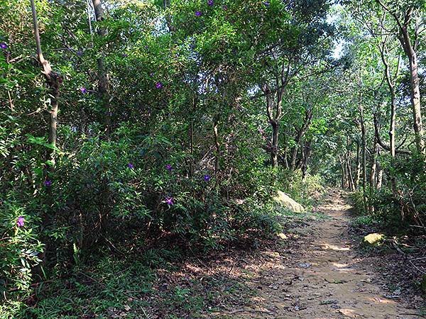 台灣‧新北‧鶯歌、龜山健行(Yingge Hiking)