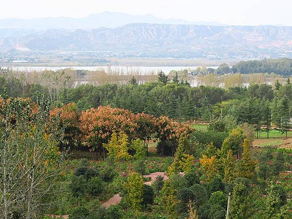 中國‧河南‧三門峽(一)‧天鵝(Sanmenxia I)