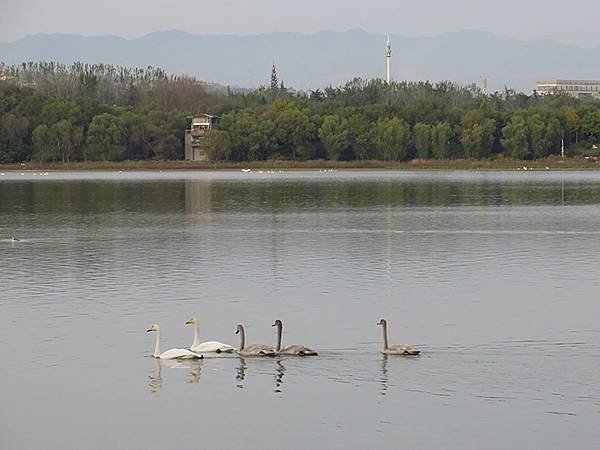 中國‧河南‧三門峽(一)‧天鵝(Sanmenxia I)