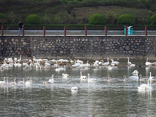 中國‧河南‧三門峽(一)‧天鵝(Sanmenxia I)