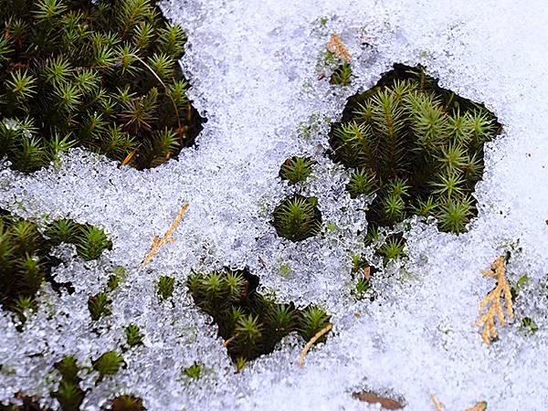 關西賞雪(一)‧比叡山(Kansai Snow I)