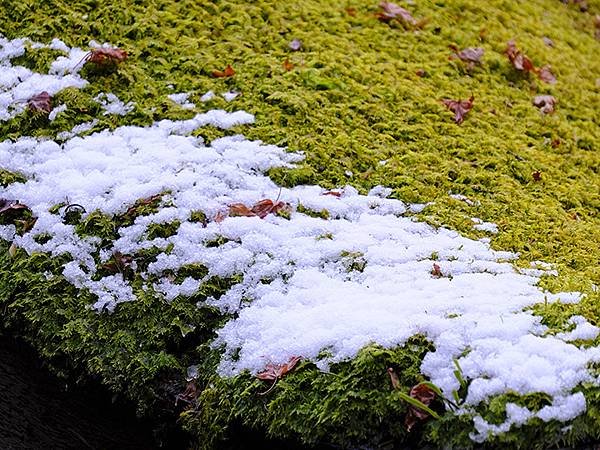 關西賞雪(三)‧貴船鞍馬(Kansai Snow III)