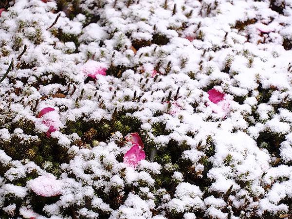 關西賞雪(四)‧大原(上)‧三千院(Kansai Snow 