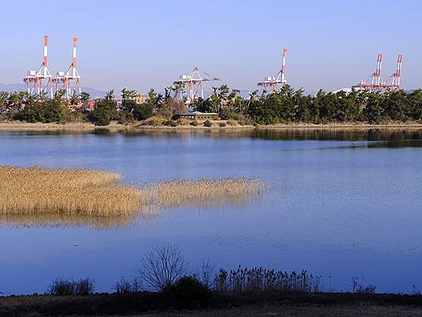 元月關西(二)‧大阪南港野鳥園(Osaka Nankou B