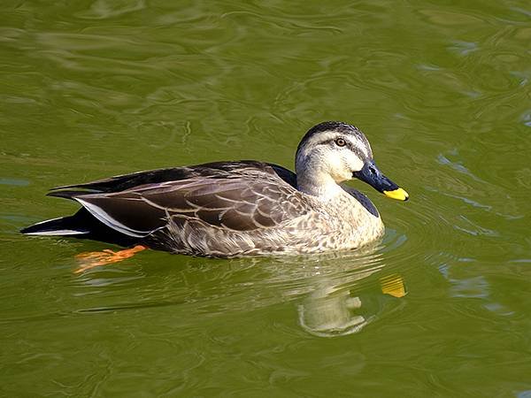 元月關西(二)‧大阪南港野鳥園(Osaka Nankou B