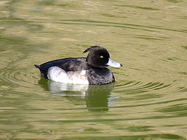 元月關西(二)‧大阪南港野鳥園(Osaka Nankou B