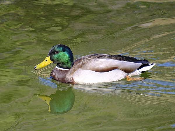 元月關西(二)‧大阪南港野鳥園(Osaka Nankou B