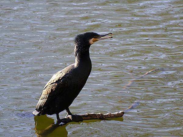 元月關西(二)‧大阪南港野鳥園(Osaka Nankou B