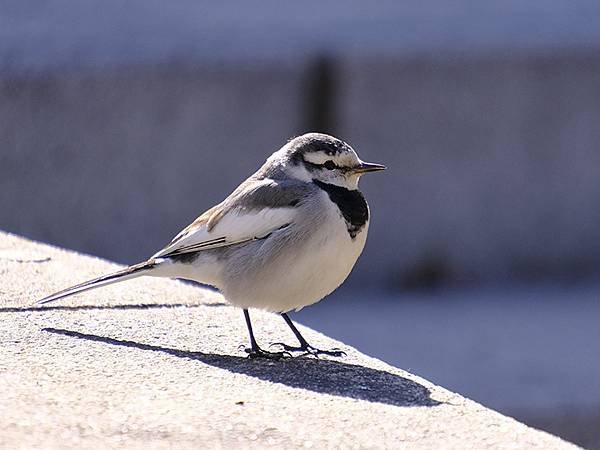 元月關西(二)‧大阪南港野鳥園(Osaka Nankou B