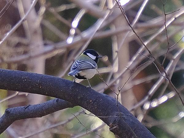 元月關西(二)‧大阪南港野鳥園(Osaka Nankou B