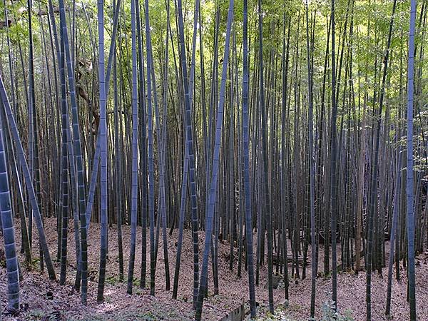 元月關西(四)‧石清水八幡宮(Iwashimizu Hach