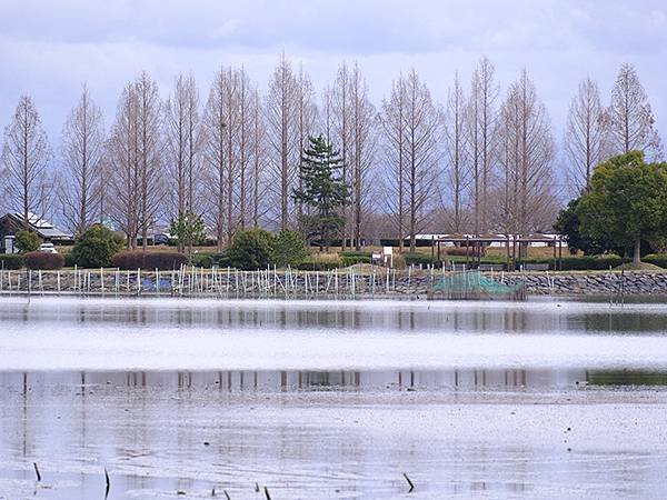 元月關西(六)‧烏丸半島賞鳥(Karasuma Penins