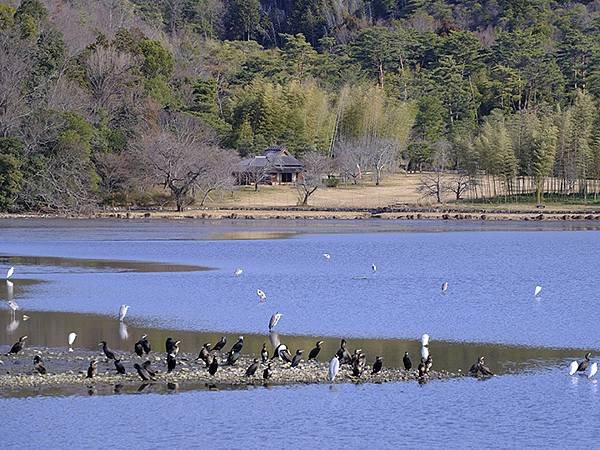 元月關西(七)‧嵐山廣澤池、大澤池賞鳥(Arashiyama