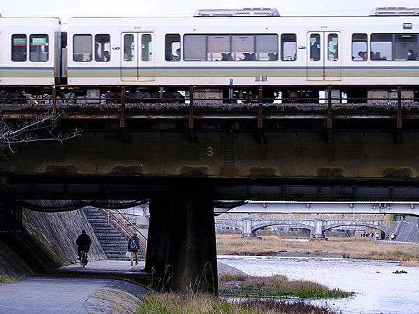 元月關西(八)‧京都鴨川賞鳥(Kamogawa)