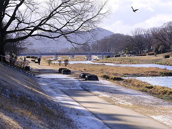 元月關西(八)‧京都鴨川賞鳥(Kamogawa)