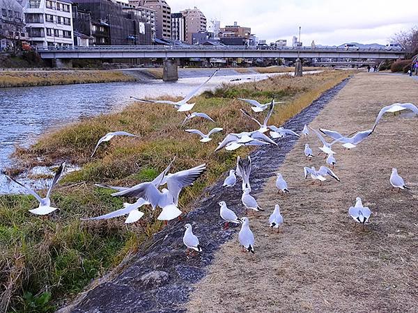 元月關西(八)‧京都鴨川賞鳥(Kamogawa)