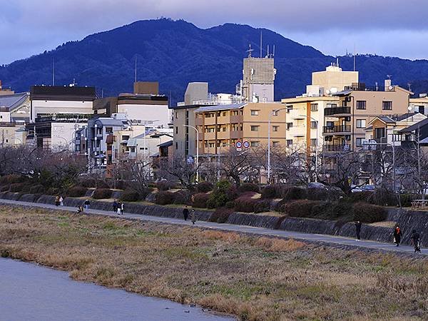 元月關西(八)‧京都鴨川賞鳥(Kamogawa)