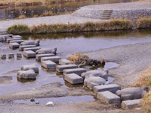 元月關西(八)‧京都鴨川賞鳥(Kamogawa)