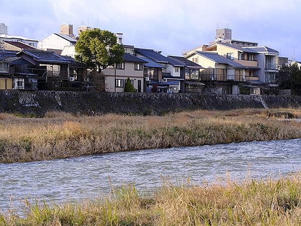 元月關西(八)‧京都鴨川賞鳥(Kamogawa)