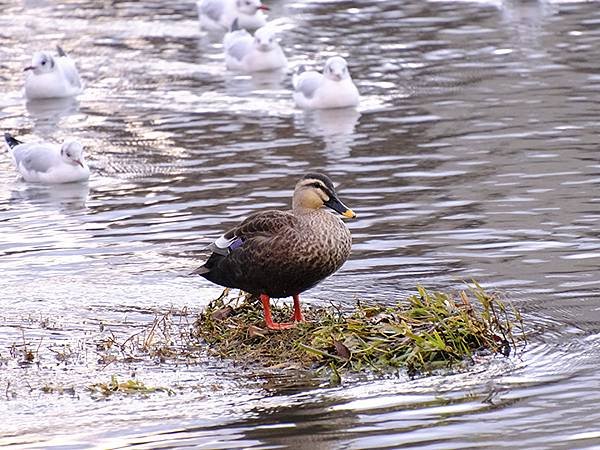 元月關西(八)‧京都鴨川賞鳥(Kamogawa)