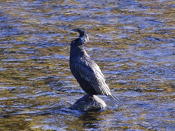 元月關西(八)‧京都鴨川賞鳥(Kamogawa)