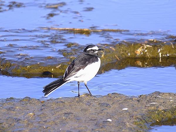 元月關西(八)‧京都鴨川賞鳥(Kamogawa)