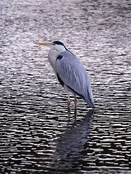 元月關西(八)‧京都鴨川賞鳥(Kamogawa)