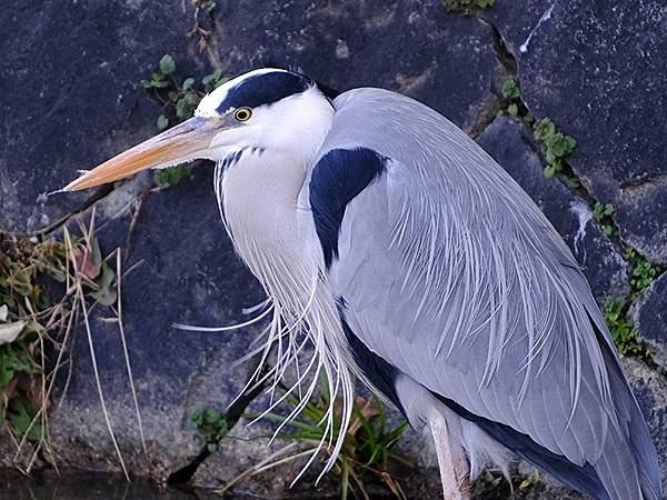 元月關西(八)‧京都鴨川賞鳥(Kamogawa)