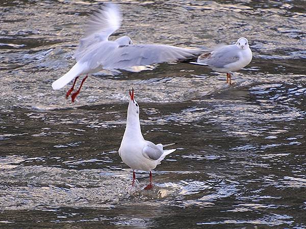 元月關西(八)‧京都鴨川賞鳥(Kamogawa)