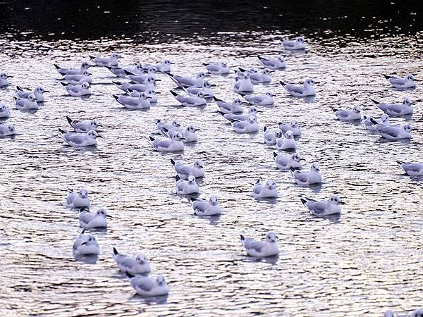 元月關西(八)‧京都鴨川賞鳥(Kamogawa)