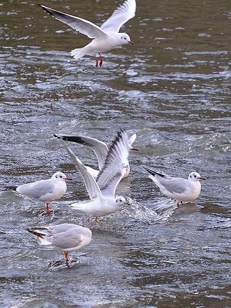 元月關西(八)‧京都鴨川賞鳥(Kamogawa)