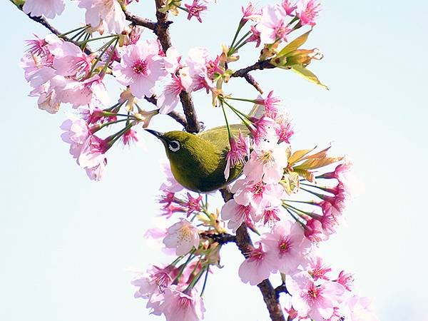 日本‧名古屋(十二)‧名古屋城賞櫻(Nagoya XII)