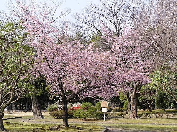 日本‧名古屋(十二)‧名古屋城賞櫻(Nagoya XII)