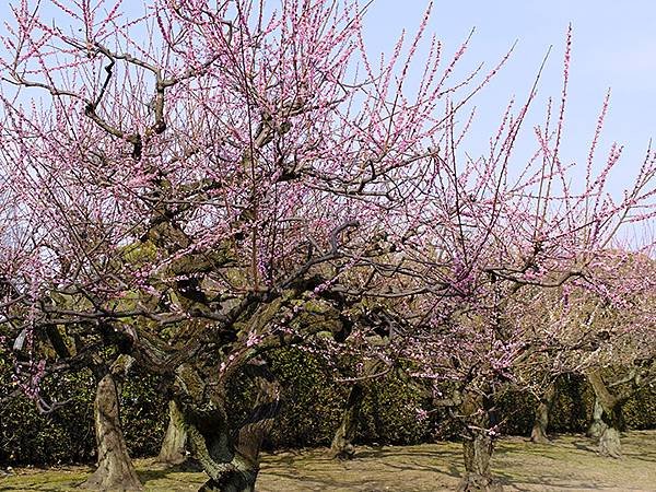 日本‧名古屋(十二)‧名古屋城賞櫻(Nagoya XII)