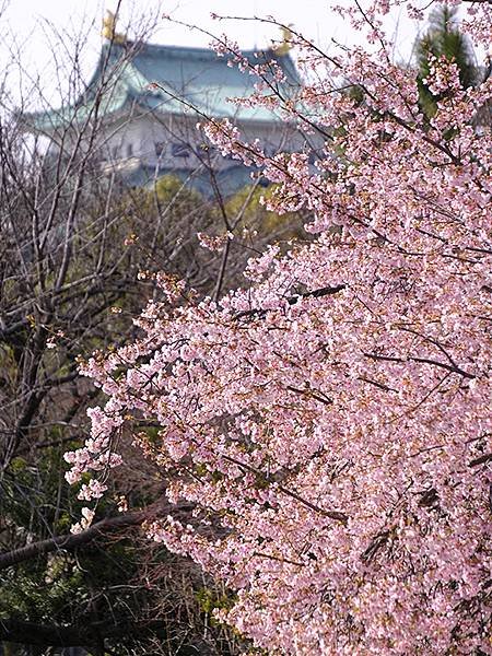 日本‧名古屋(十二)‧名古屋城賞櫻(Nagoya XII)