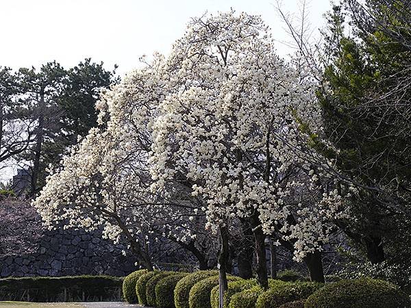 日本‧名古屋(十二)‧名古屋城賞櫻(Nagoya XII)