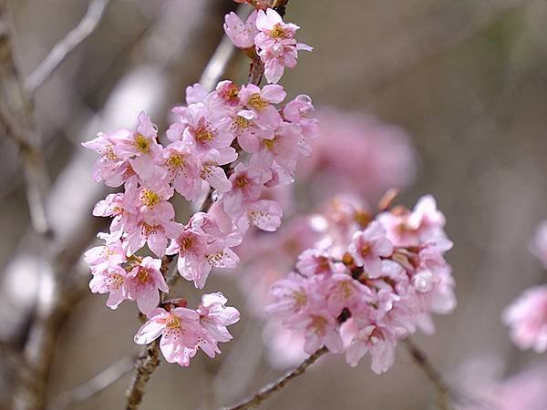 日本‧足助(Asuke)