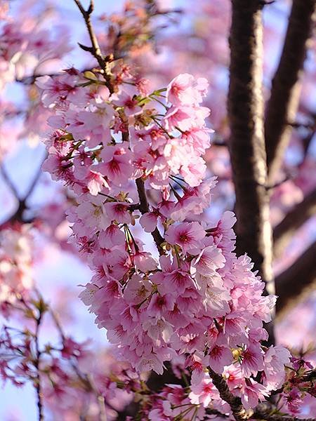 日本‧名古屋(十三)‧名古屋主稅町(Nagoya XIII)