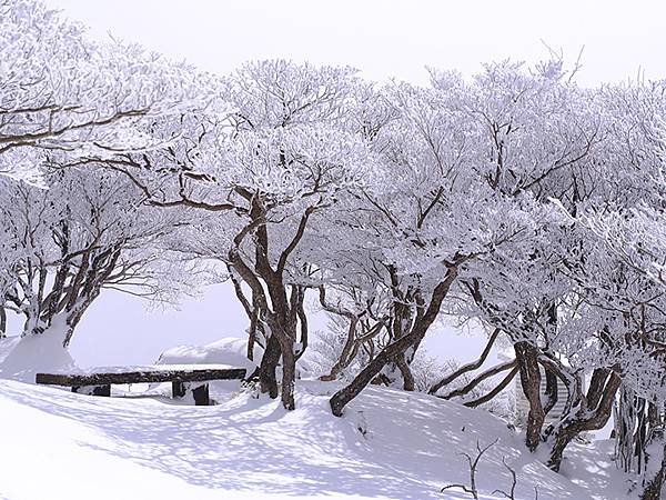 日本‧御在所岳的樹冰(Mount Gozaisho)