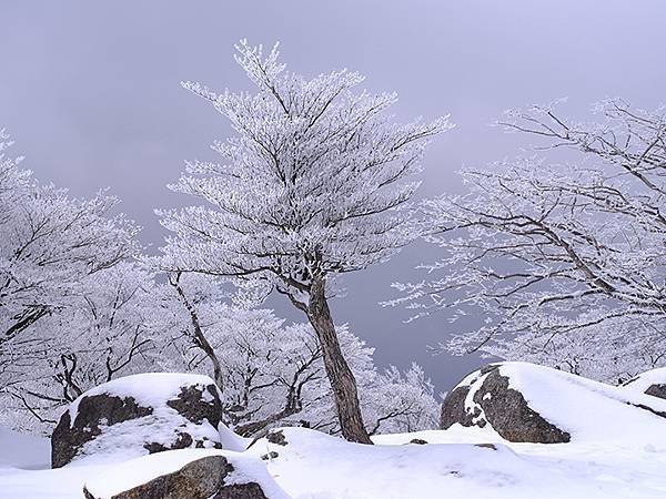 日本‧御在所岳的樹冰(Mount Gozaisho)