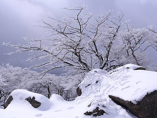 日本‧御在所岳的樹冰(Mount Gozaisho)