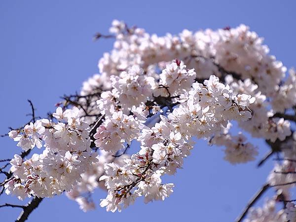 日本‧大阪‧大仙公園(Osaka Daisen Park)