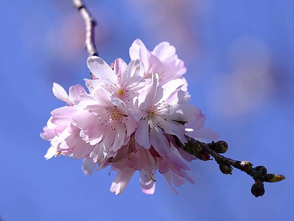 日本‧大阪‧長居植物園(Osaka Nagai Botani